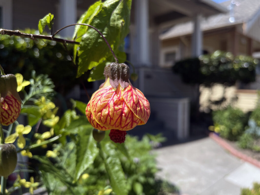 Alameda Post - Bear's-Eye View of Alameda for May 29, 2023 – Red veined Indian mallow