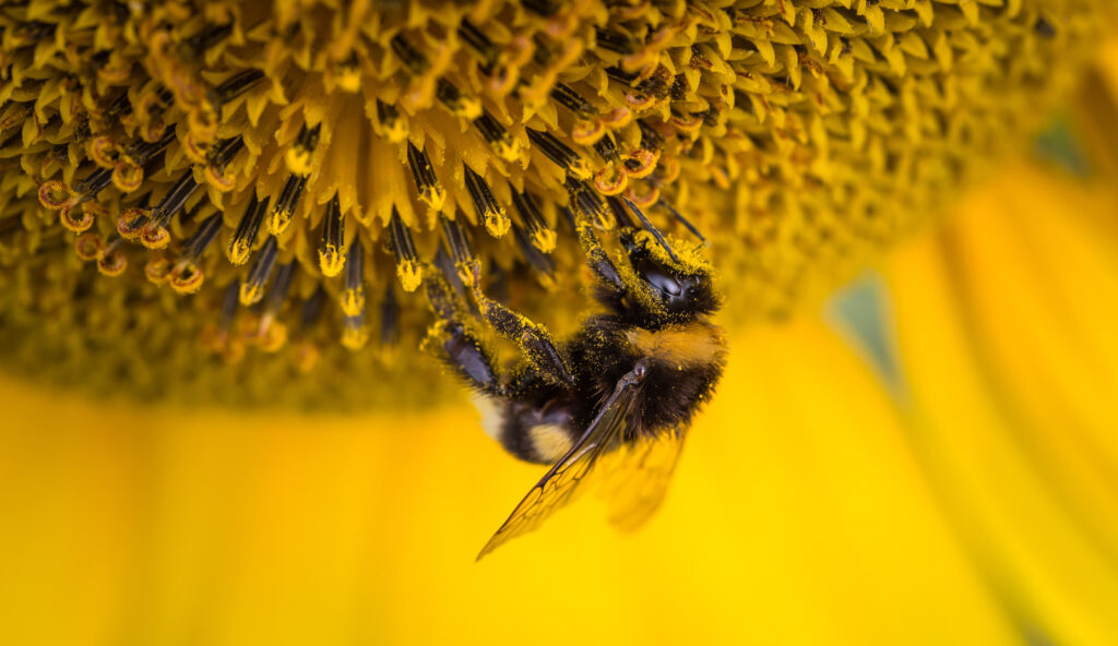 Alameda Post - a bee covered in pollen. Pollen in the spring can cause intense seasonal allergies