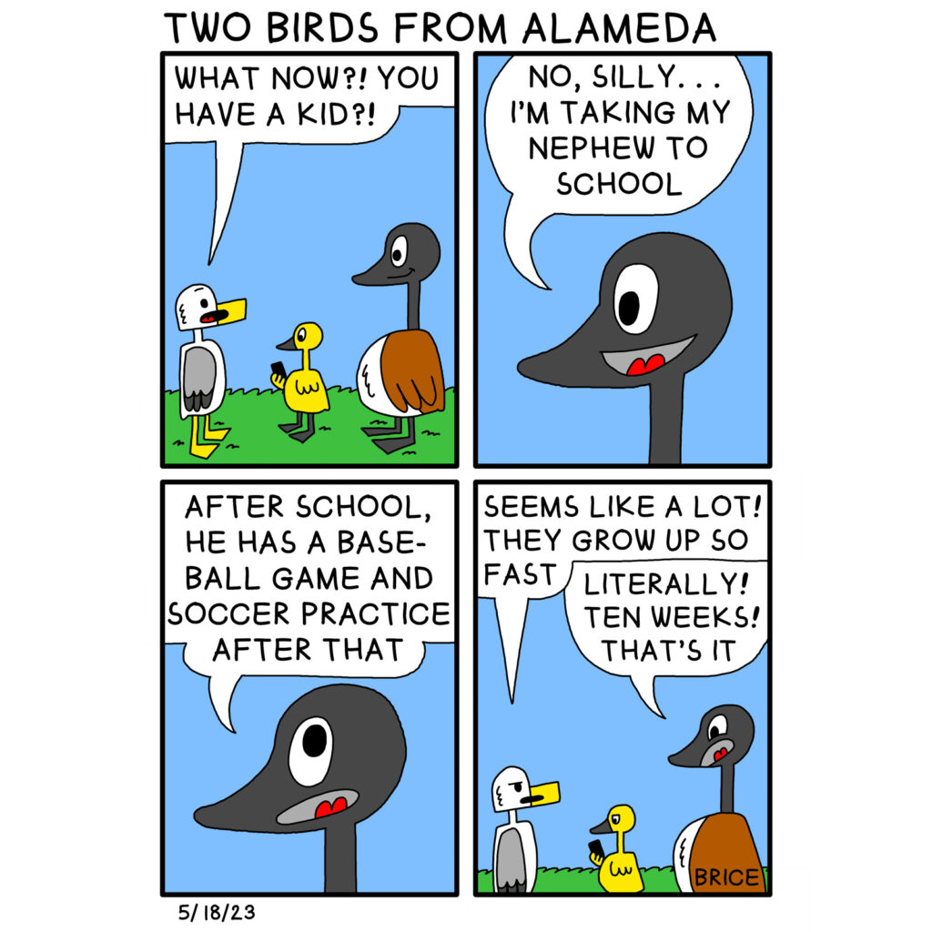 Alameda Post - Two Birds from Alameda from May May 18, 2023. Title: Two Birds from Alameda. First Panel: Seagull sees Goose with a chick holding a mobile phone and says, "What now?! You have a kid?!" Second panel is a closeup of Goose's head, who says, "No, silly… I'm taking my nephew to school." Third panel is also a close up of Goose's head, saying, "After school he has a baseball game and soccer practice after that." In the fourth panel, all three birds are visible. Seagull says "Seems like a lot! They grow up so fast." Goose replies, "Literally! Ten weeks! That's it."