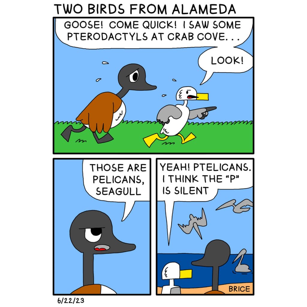 Alameda Post - Two Birds from Alameda for June 22, 2023. First panel: Panel 1: Goose is running after Seagull with a worried look on his face. Seagull points and says, “Goose! Come quick! I saw some pterodactyls at Crab Cove… Look!” Panel 2: Goose looks annoyed and says “Those are pelicans, Seagull.” Panel 3: Goose and Seagull watch the water as pelicans dive into the water, float, and fly around. Seagull says, “Yeah! P-T-E-L-I-C-A-N-S. I think the ‘P’ is silent.”