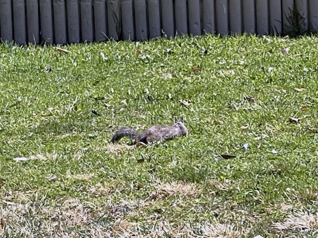 Alameda Post - Bear's-Eye View of Alameda for June 5, 2023 — AIGH A SQUIRREL