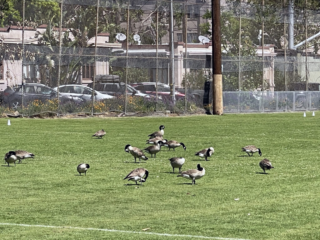 Alameda Post - Bear's-Eye View of Alameda for June 5, 2023 — Canada geese