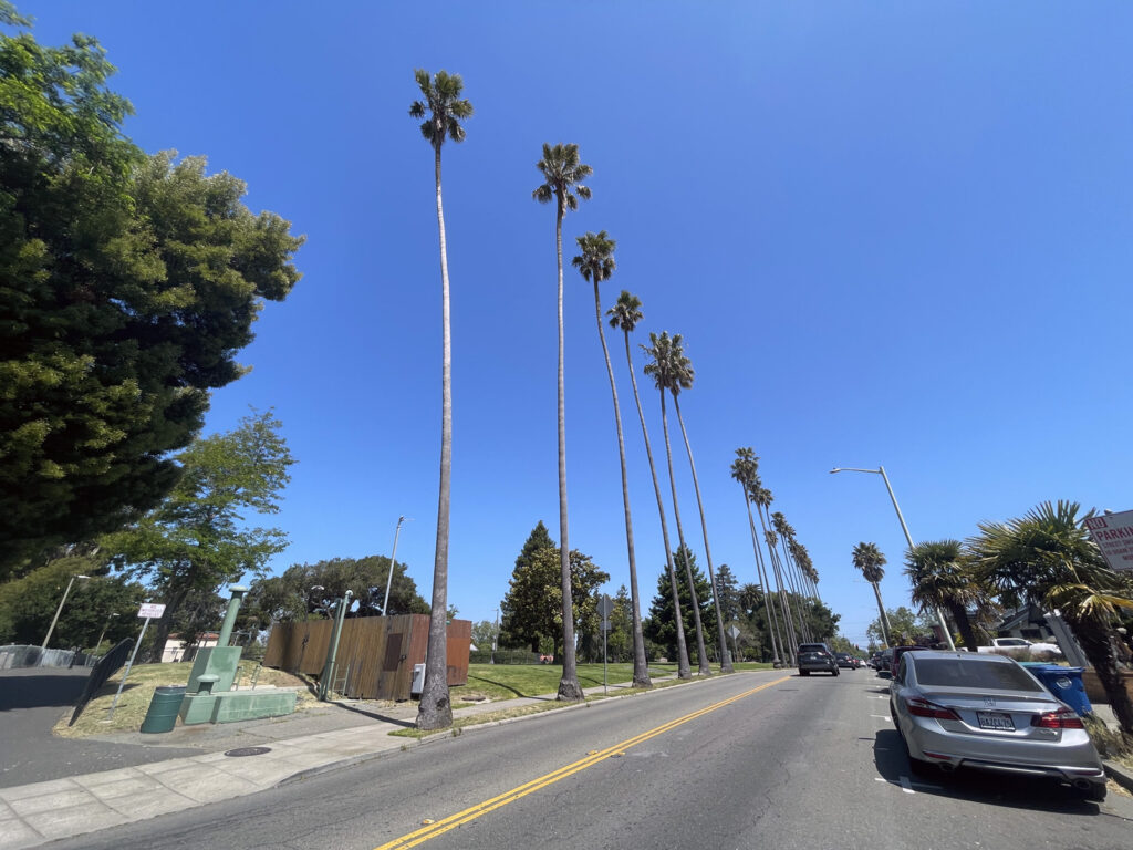 Alameda Post - Bear's-Eye View of Alameda for June 5, 2023 — a row of palm trees