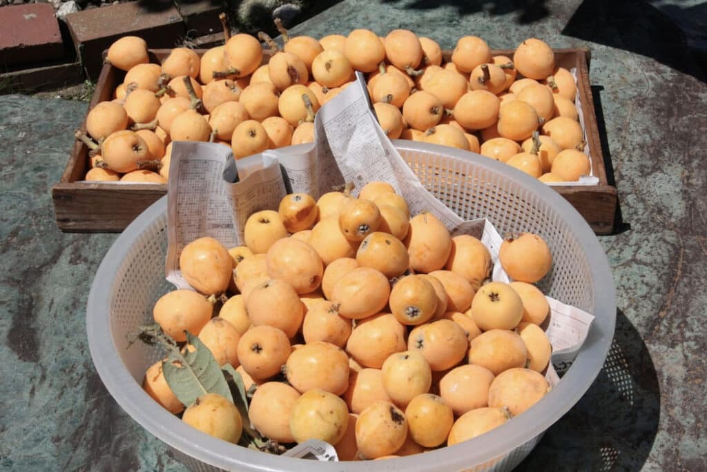 Alameda Post - a box of loquats