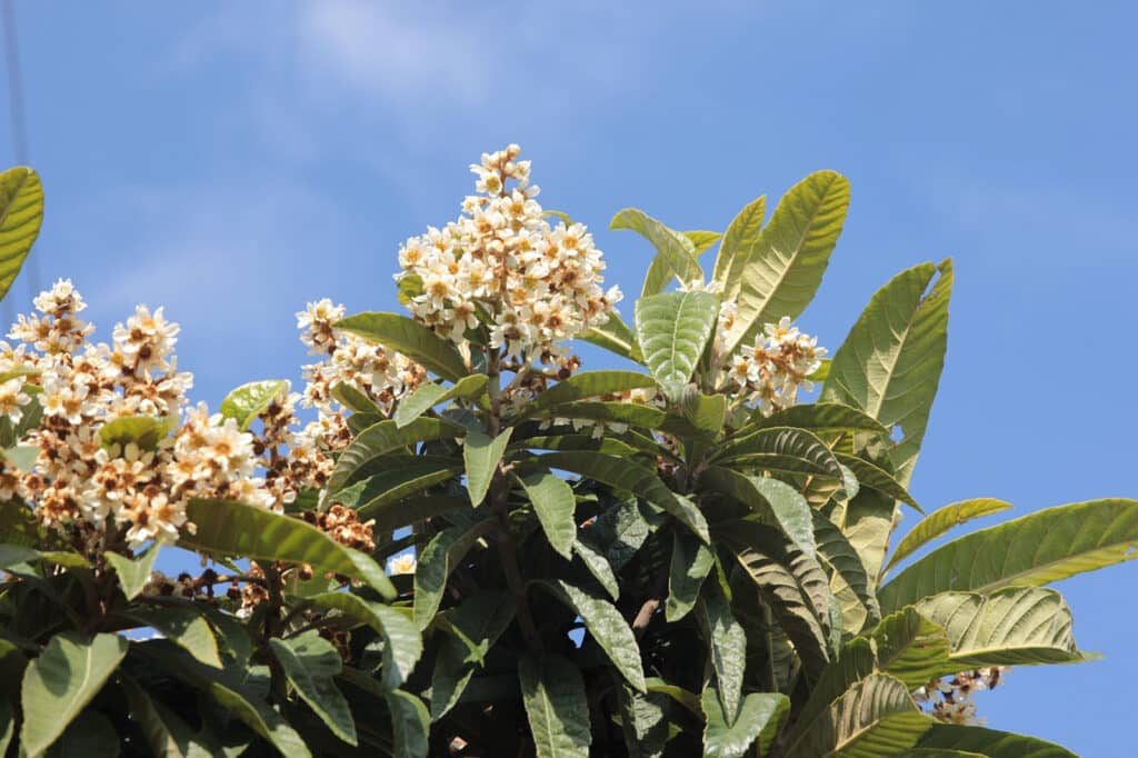 Alameda Post - a loquat tree with buds
