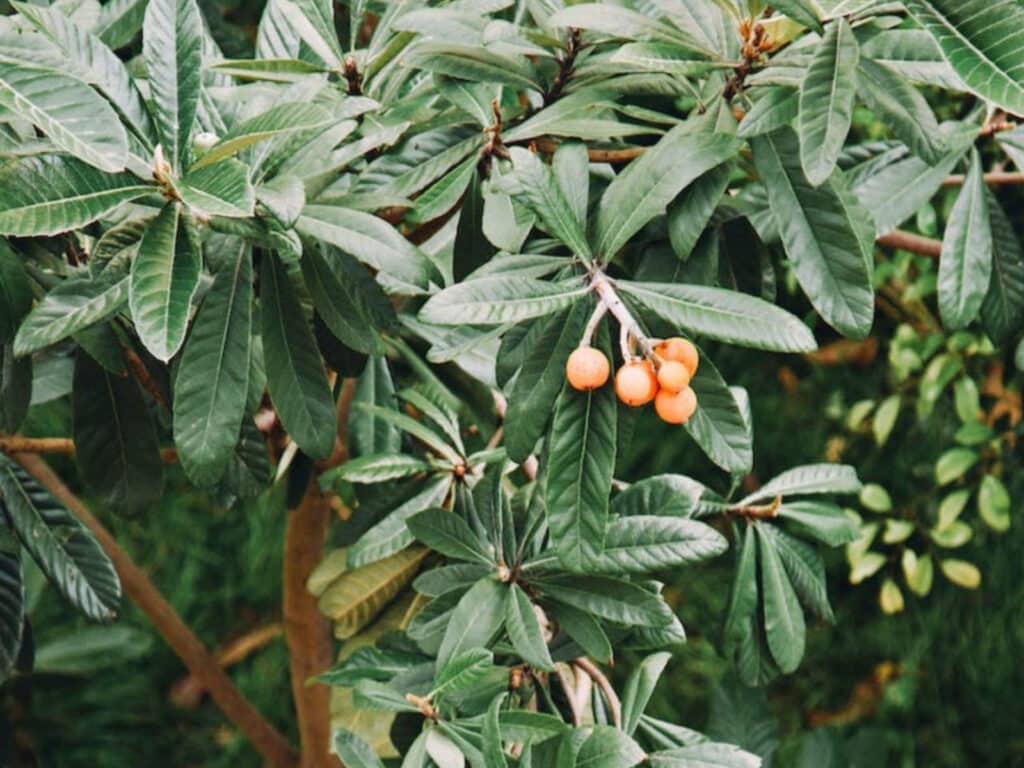 Alameda Post - loquat tree with fruit