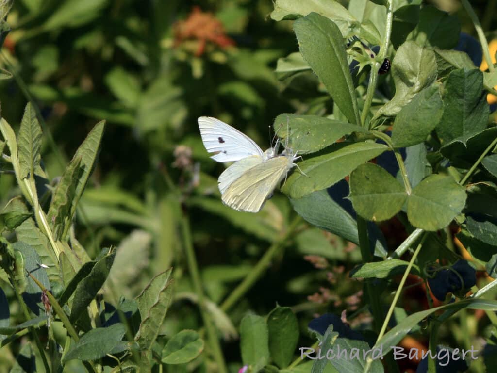 Alameda Post - two butterflies on a plant