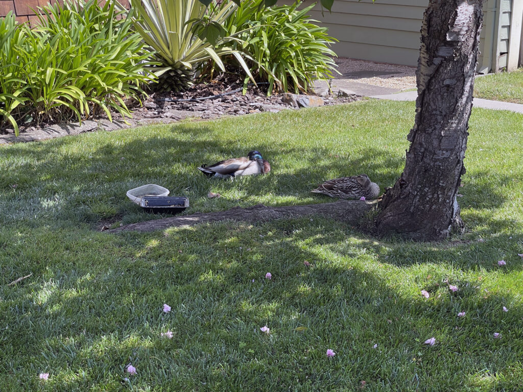 Alameda Post - Bear's-Eye View of Alameda for July 25, 2023 — Mallards