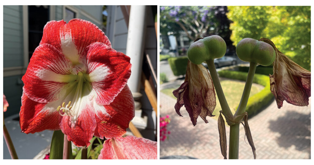Alameda Post - Bear's-Eye View of Alameda for July 25, 2023 — Amaryllis flower