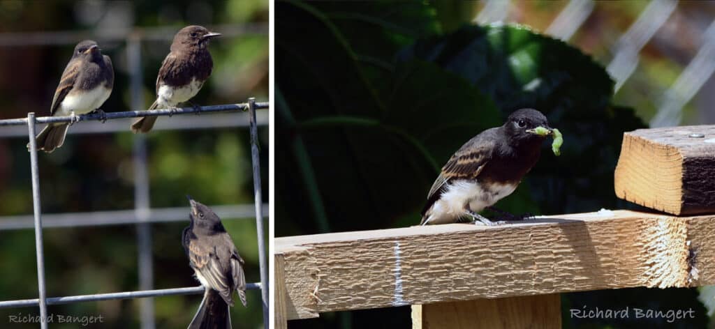 Alameda Point: photos of black phoebe birds