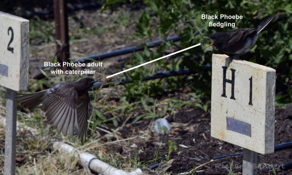 Alameda Post - a black phoebe bird flies to a fledgling to deliver a snack