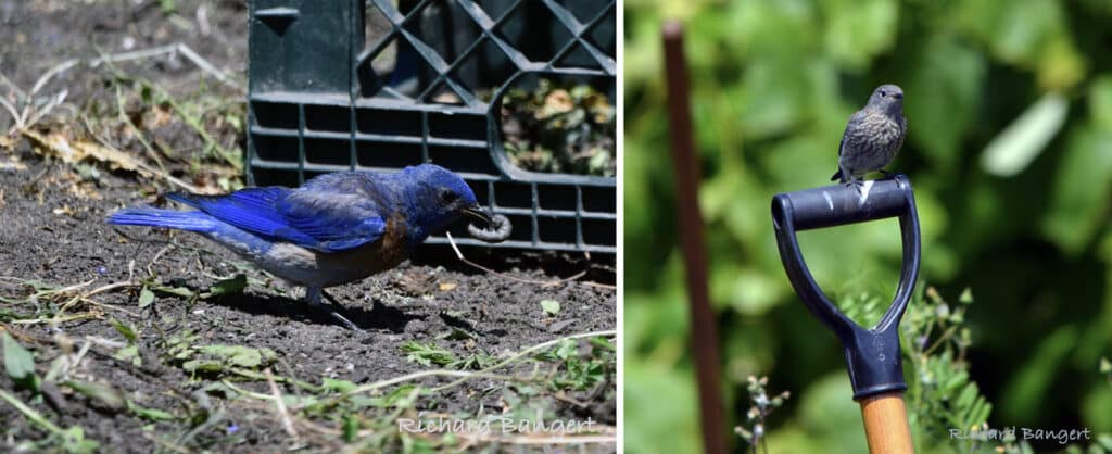 Alameda Post - Western bluebirds at the APC farm