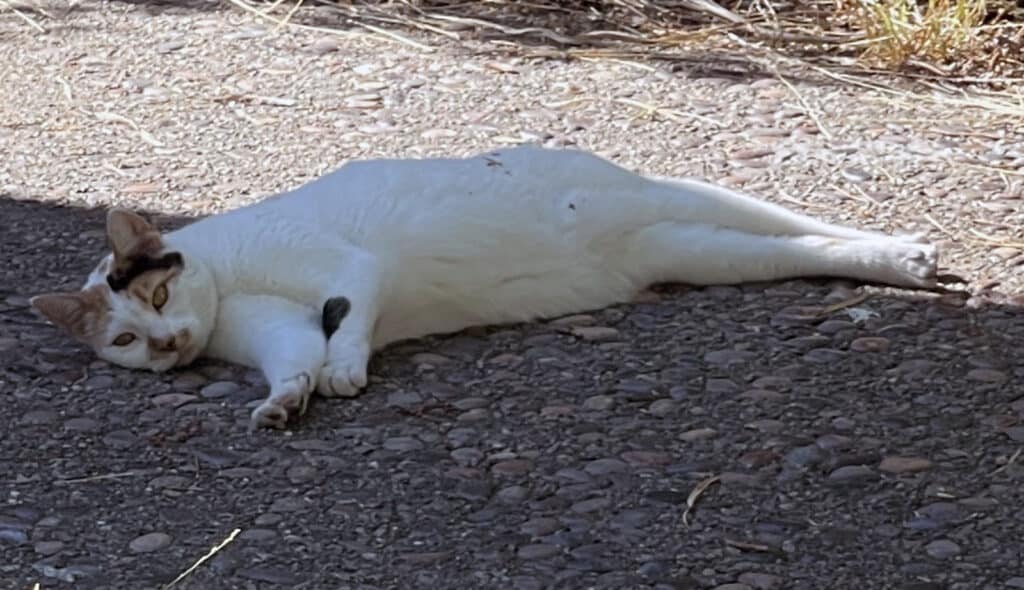 Alameda Post - Bear's-Eye View of Alameda for August 13, 2023 – a cat sprawled out in the driveway