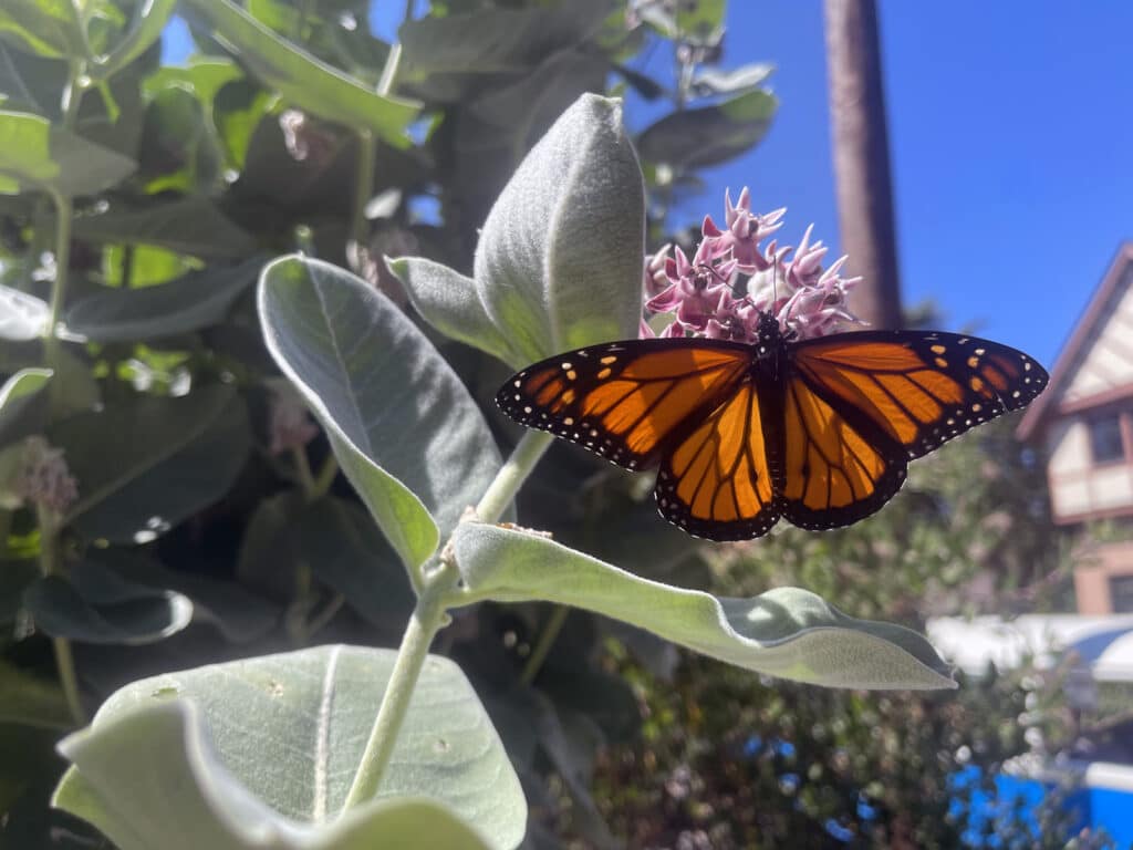 Alameda Post - Bear's-Eye View of Alameda for August 20, 2023. Monarch butterfly