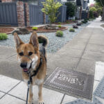 Alameda Post - Bear's-Eye View of Alameda for August 6, 2023 – Mouf approves of the landscaping