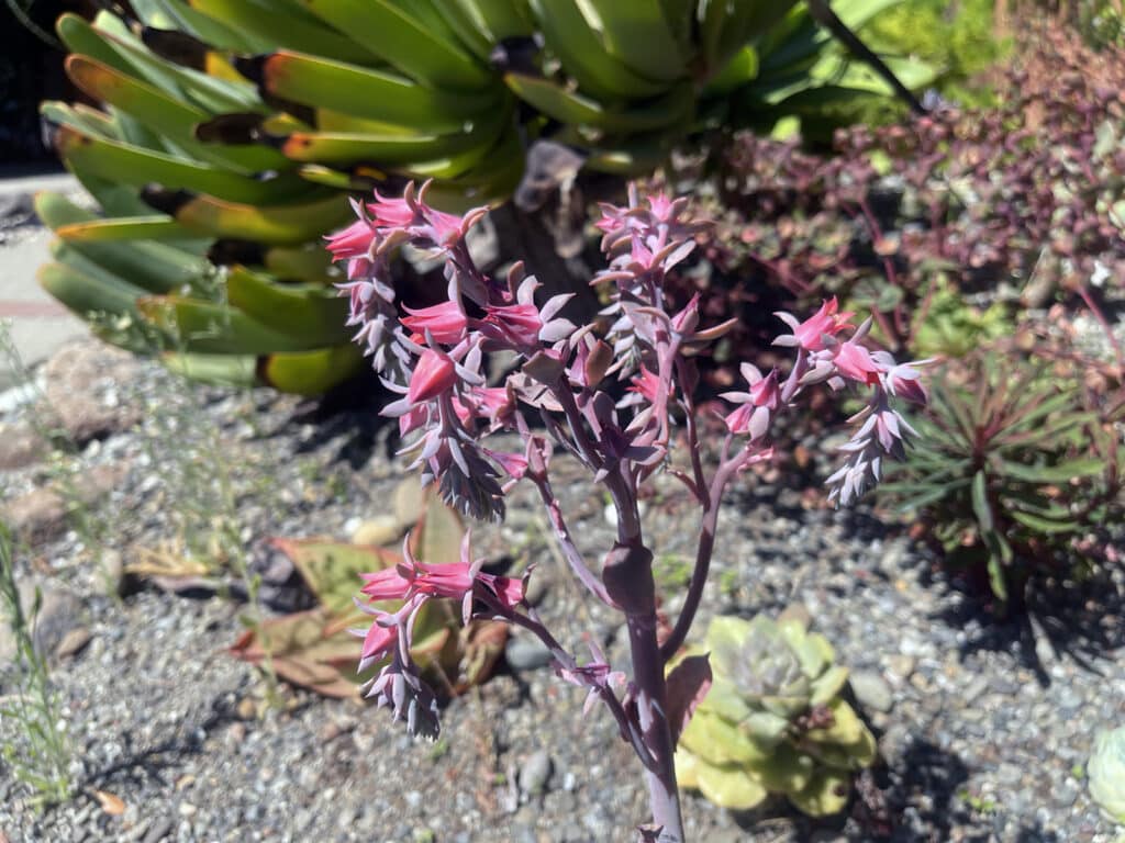 Alameda Post - Bear's-Eye View of Alameda for August 20, 2023. An interesting succulent plant