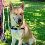 Alameda Post - Xander the dog winks at the camera. Xander will see you at the FAAS pet adoption fair