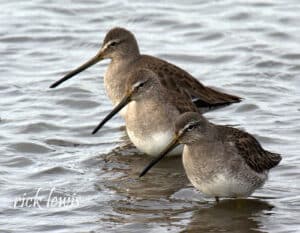 Alameda Post - three long-billed dowitchers wade in the water