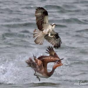 Alameda Post - an osprey and pelican fight above the water