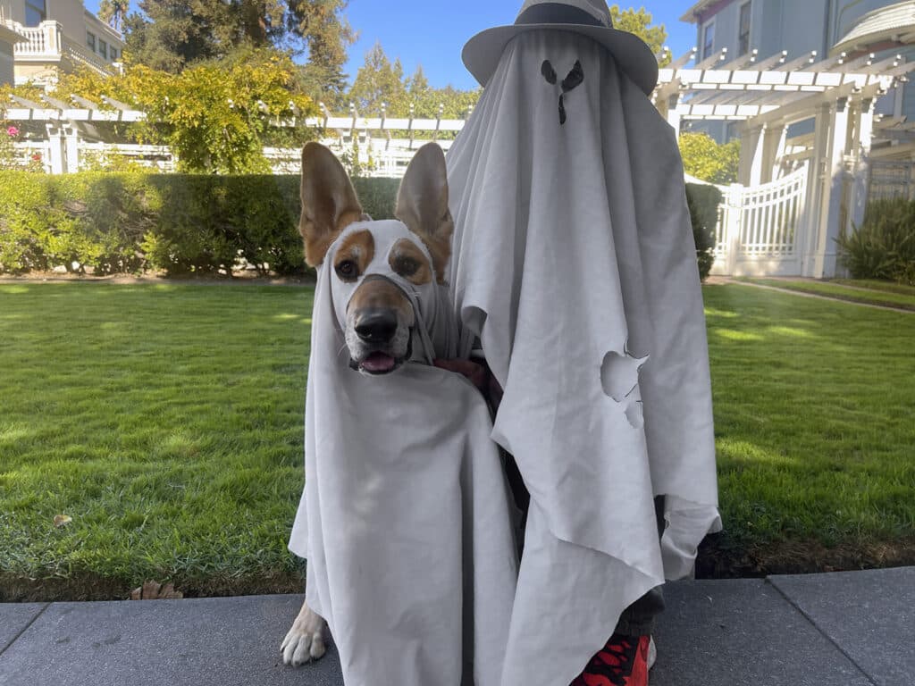 Alameda Post - Bear's Eye View of Alameda for October 29, 2023 - Bear and his human companion dressed as ghosts for Halloween