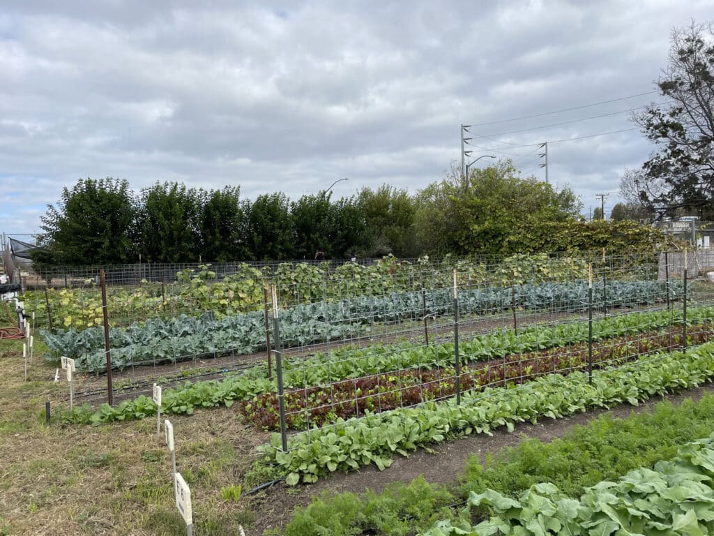 Alameda Post - rows of crops at the Alameda Point Collaborative farm
