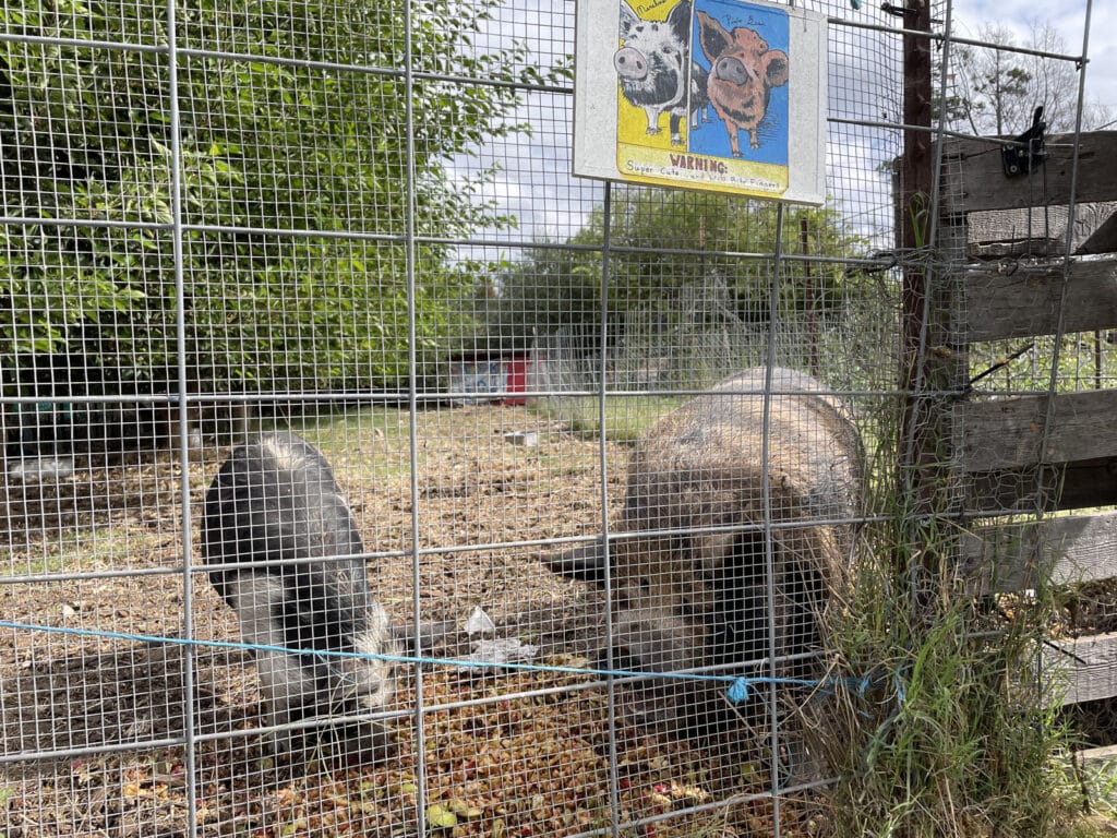 Alameda Post - two pigs