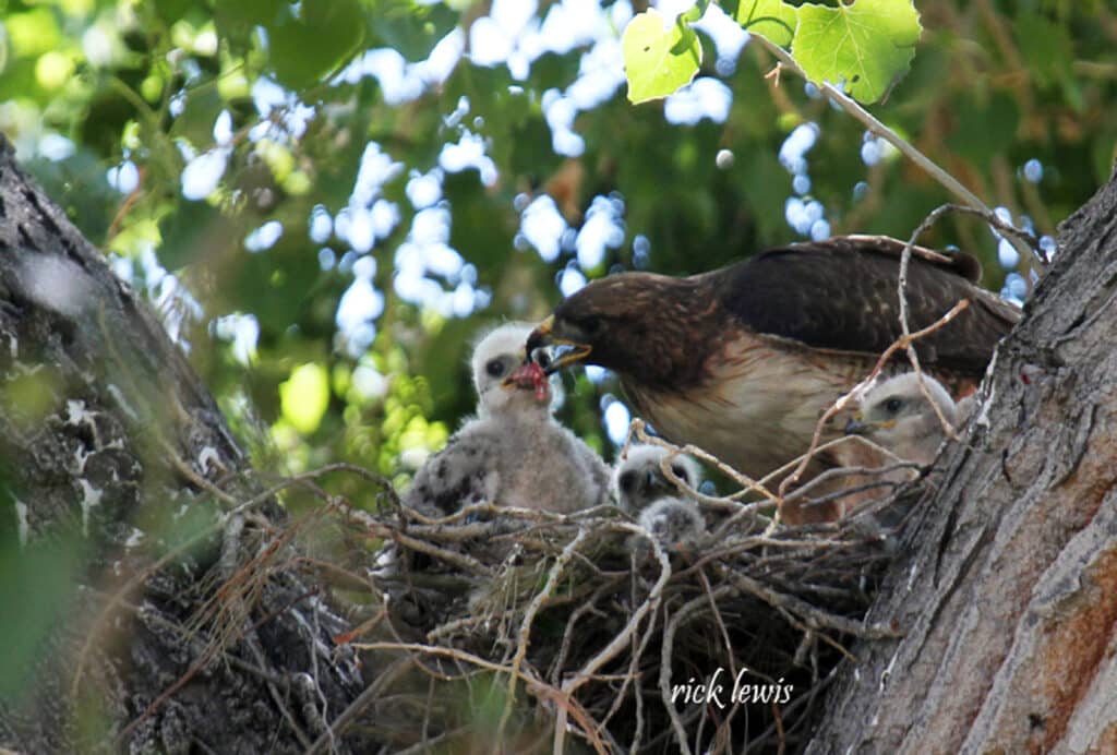 Alameda Post - an adult bird feeds a baby in the nest