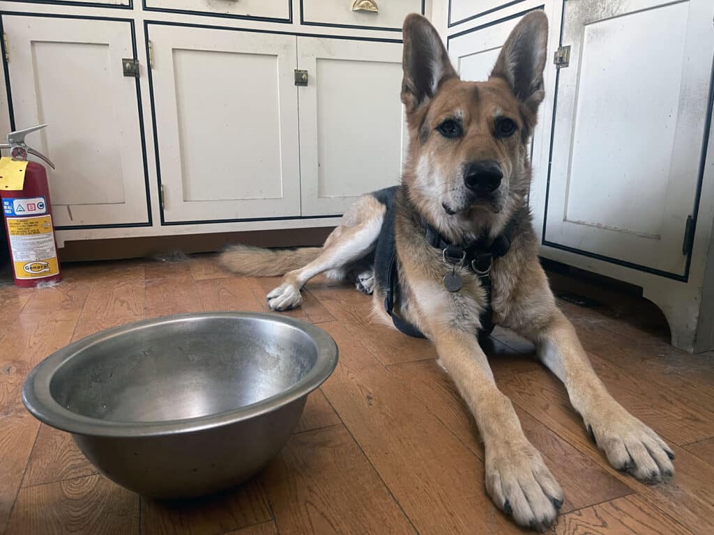 Alameda Post - Bear's-Eye View of Alameda for November 12, 2023 – Mouf would like for his bowl to not be empty please.