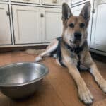 Alameda Post - Bear's-Eye View of Alameda for November 12, 2023 – Mouf would like for his bowl to not be empty please.