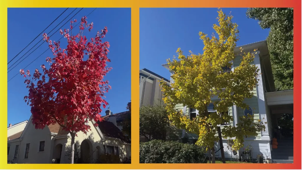 Alameda Post - Bear's-Eye View of Alameda for November 12, 2023 – colorful autumn leaves
