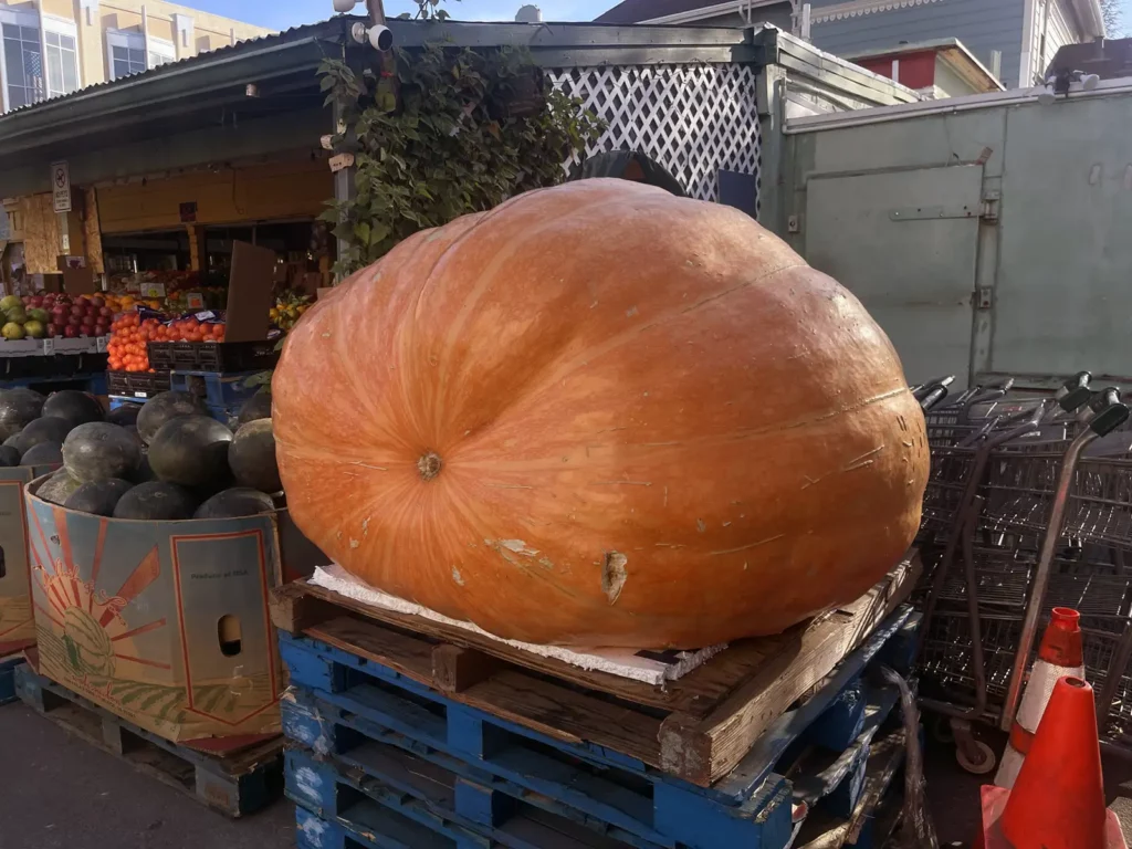 Alameda Post - Bear's-Eye View of Alameda for November 12, 2023 – a giant pumpkin at Dan's produce