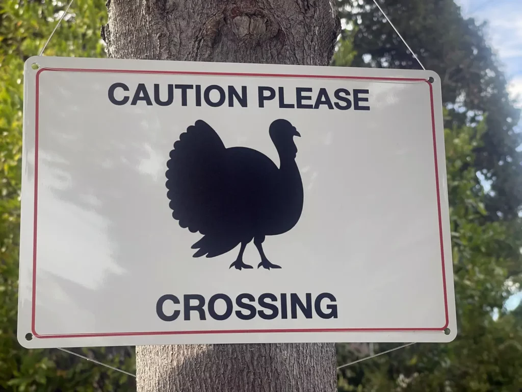 Alameda Post - Bear's-Eye View of Alameda for November 12, 2023 – turkey crossing
