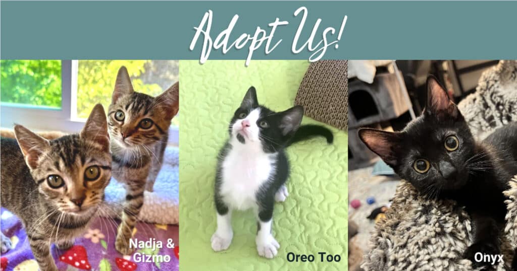 Alameda Post - cats for adoption