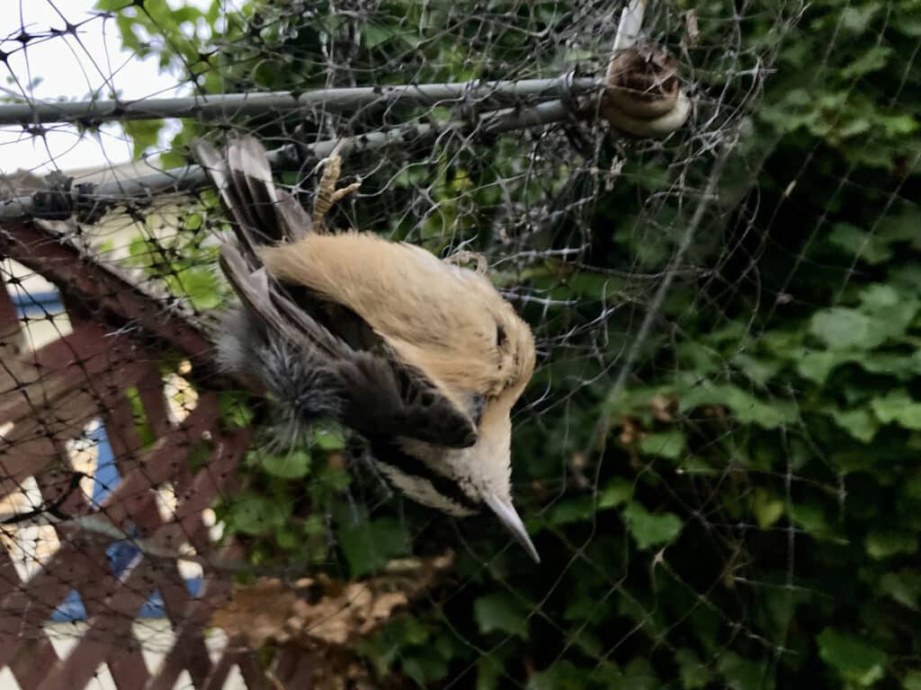 Alameda Post - a bird trapped in netting before its own animal rescue operation