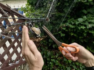 Alameda Post - a bird trapped in netting, a pair of hands, and a pair of scissors gently cutting the net