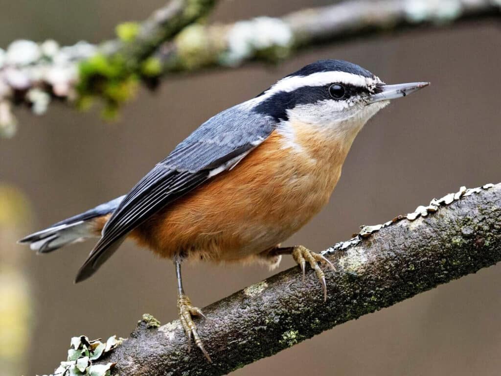 Alameda Post -a bird on a branch