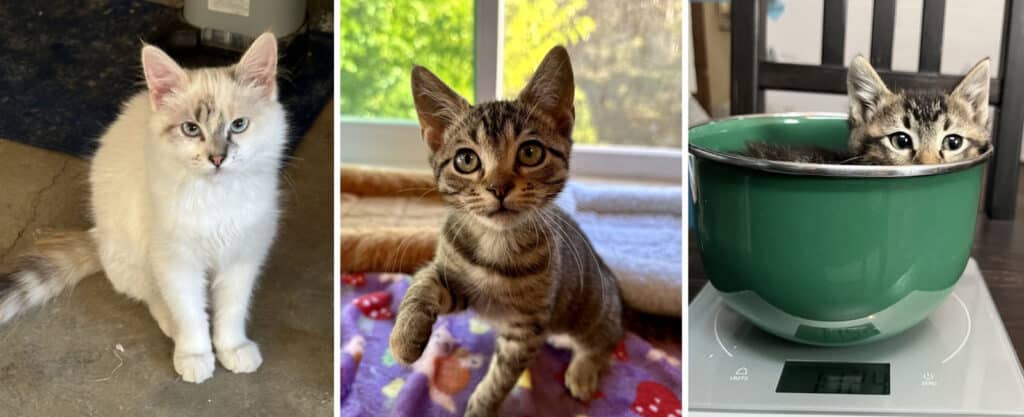 Alameda Post - cats for adoption