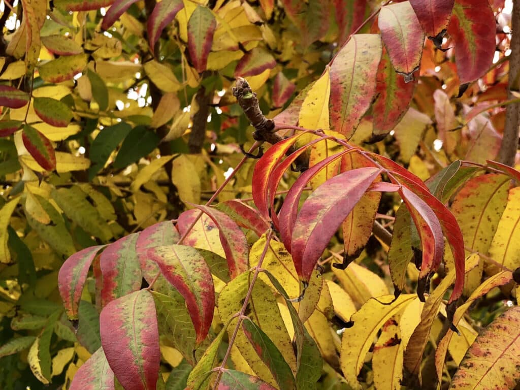 Alameda Post - red, yellow, and green autumn leaves