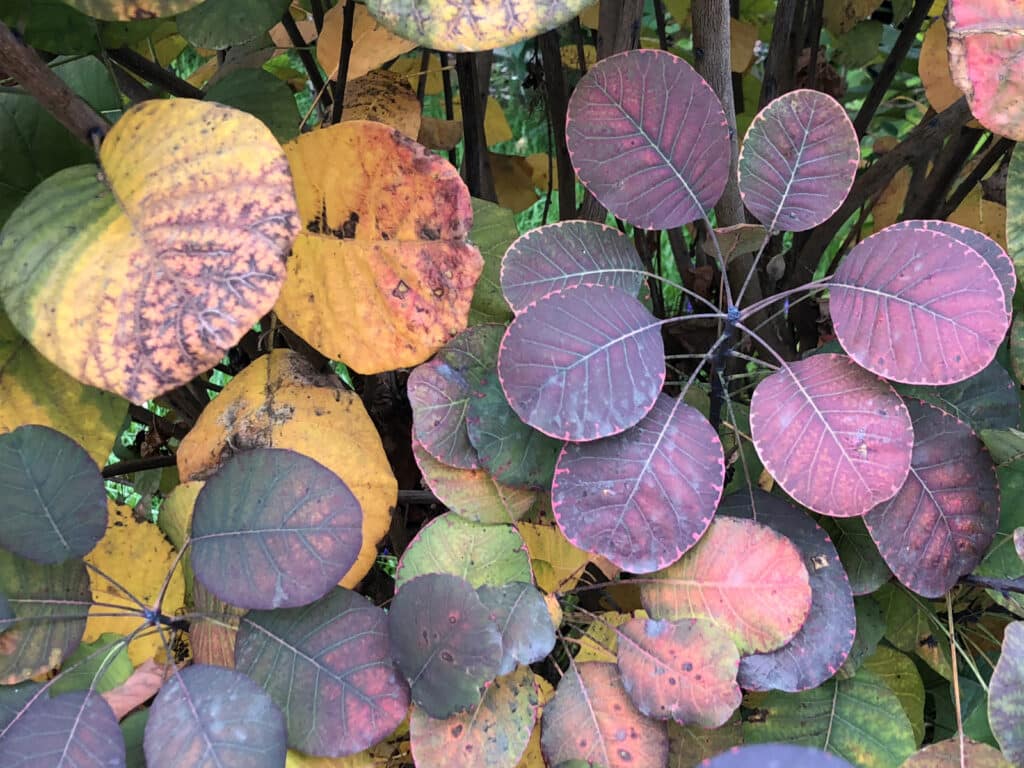 Alameda Post - circular purple and yellow leaves