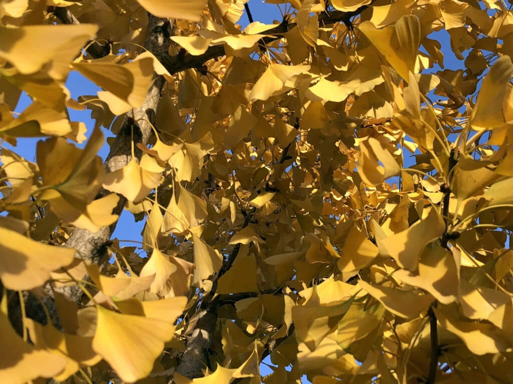 Alameda Post - yellow autumn leaves