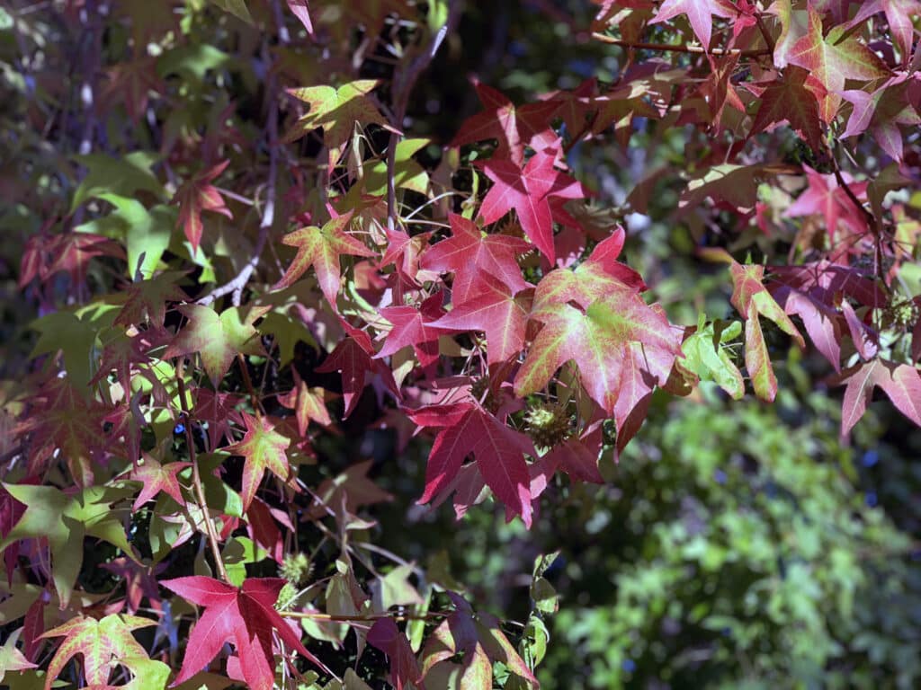 Alameda Post - red and green leaves