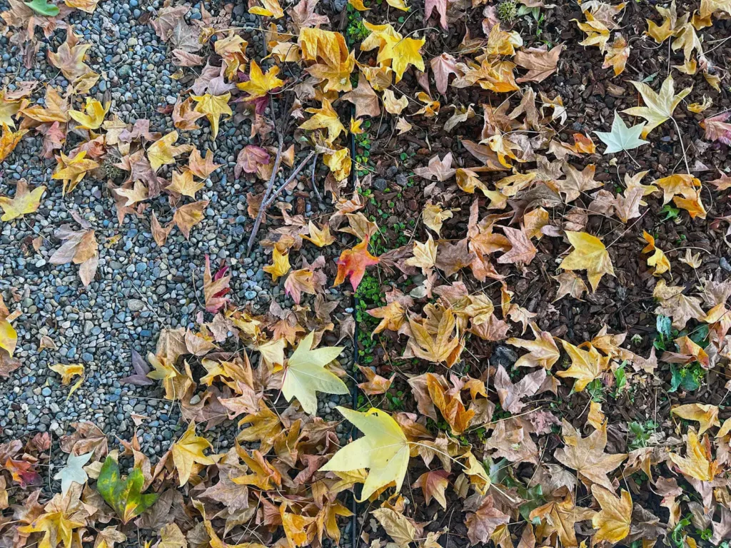 Alameda Post - Bear's-Eye View of Alameda for December 10, 2023. FAllen leaves