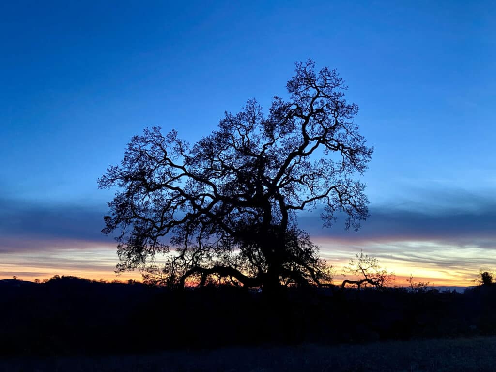Alameda Post - blue, yellow, and orange sky at dusk in Henry W. Coe State Park. A tree is in the foreground 