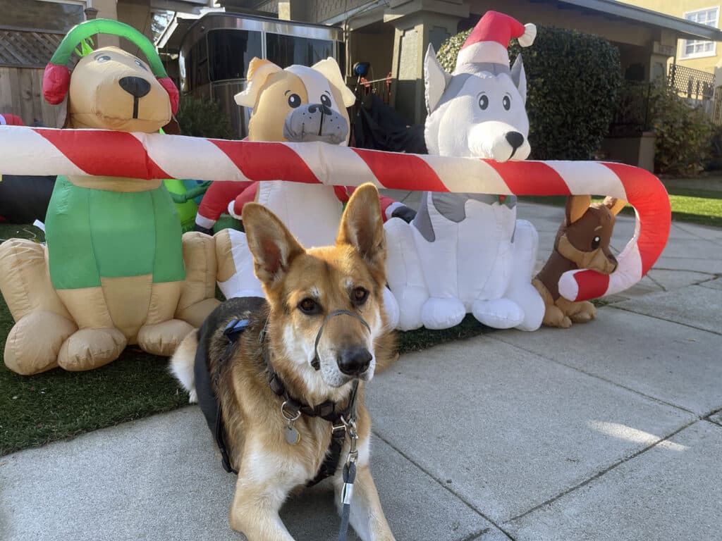 Alameda Post - Bear's Eye View of Alameda for December 17, 2023. Mouf and some Christmas dogs