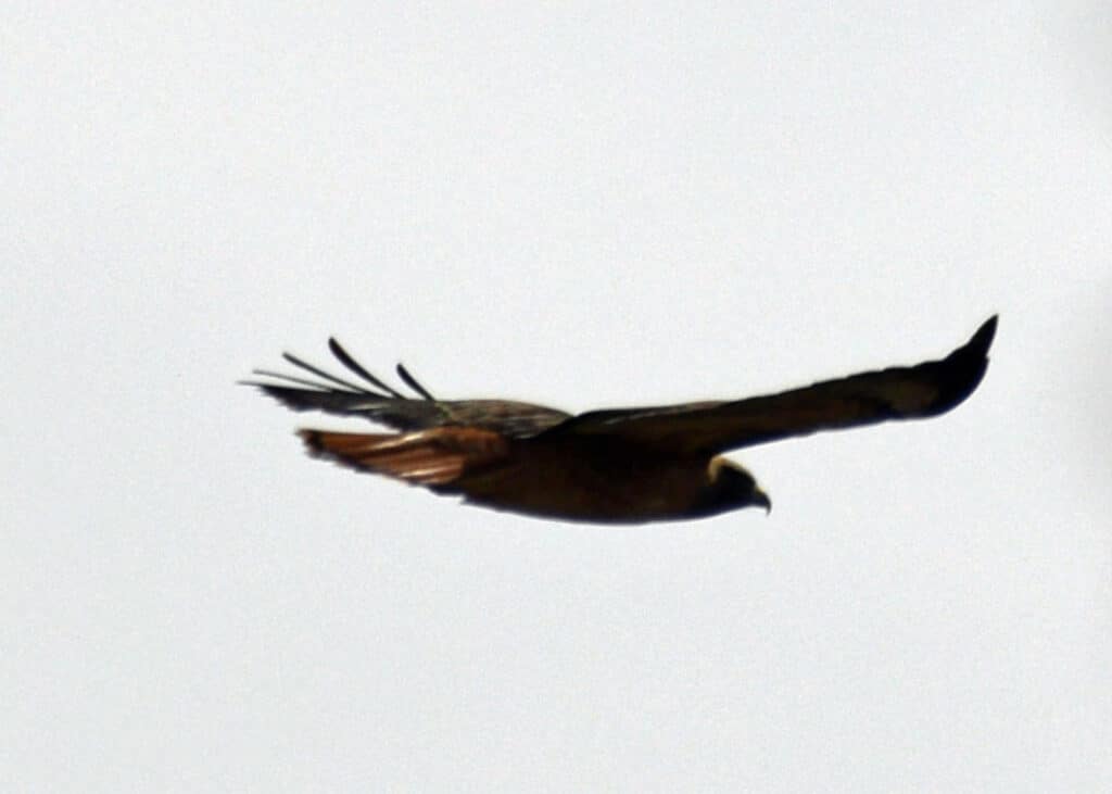 Alameda Post - a red-tailed hawk flying