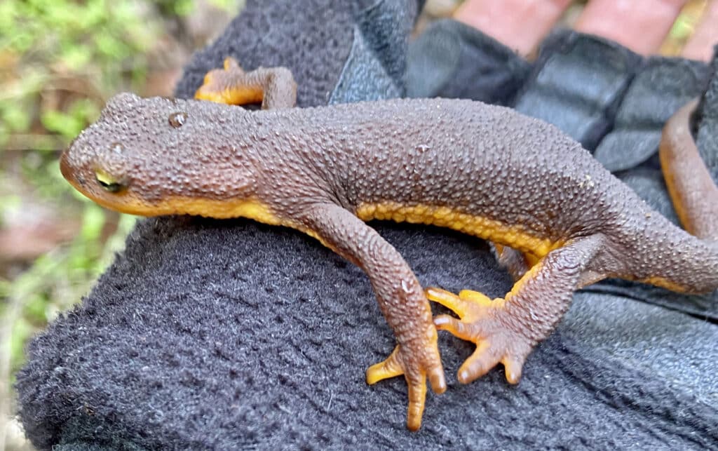 Alameda Post - a salamander 