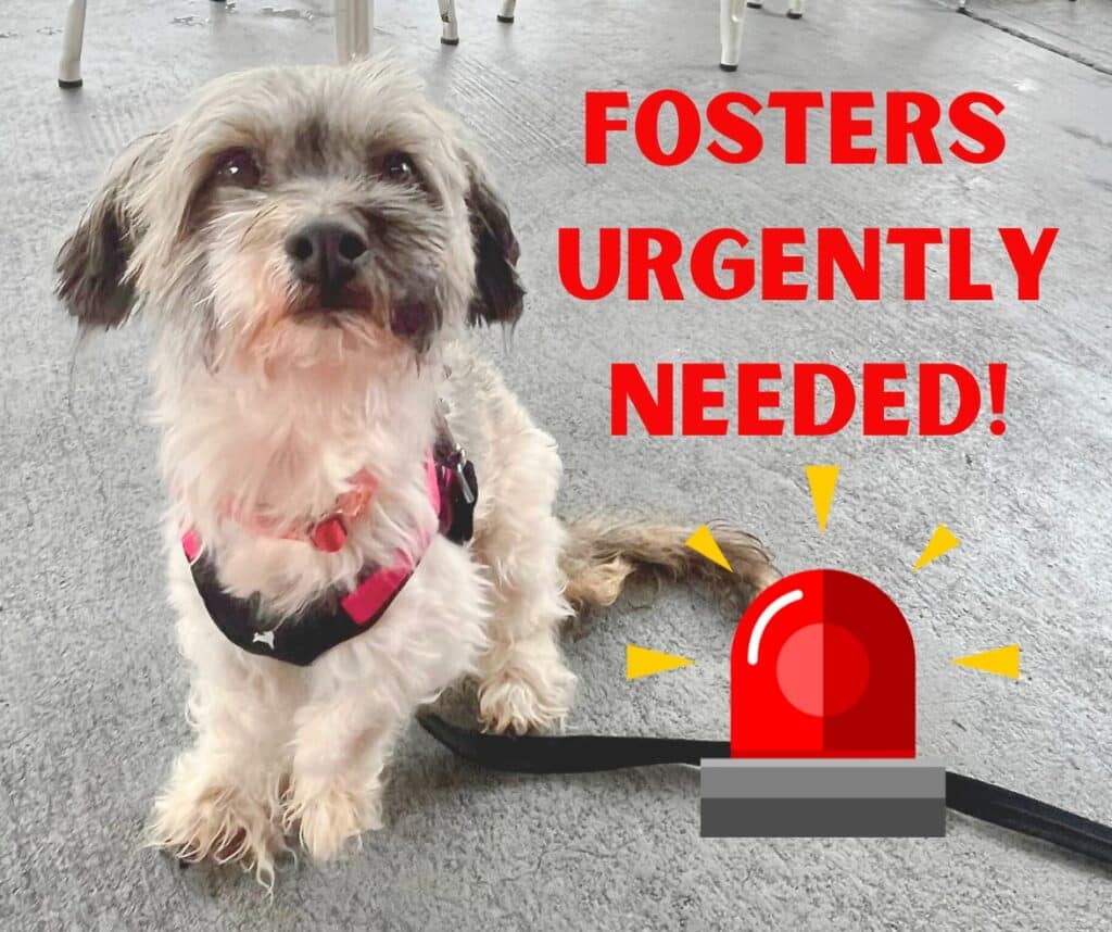 Alameda Post - Fosters urgently needed for FAAS