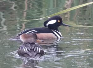 Alameda Post - two hooded mergansers in the water, photographed on the Christmas Bird Count