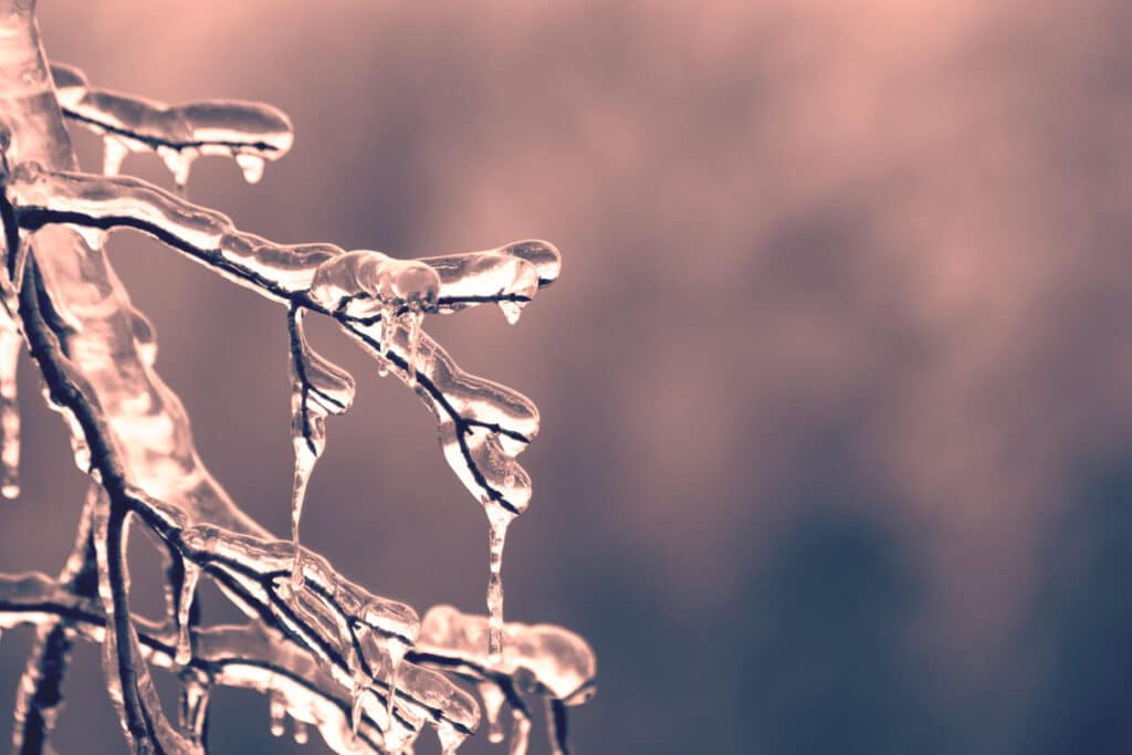 Alameda Post - a tree branch encased in ice