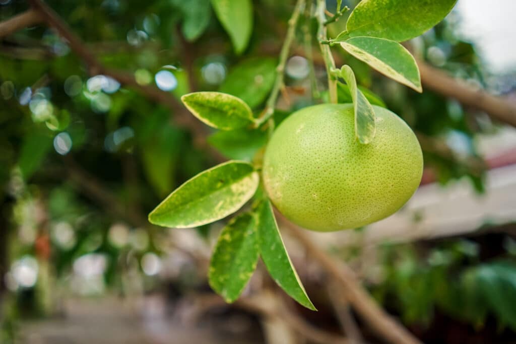 Alameda Post - a pomelo on a tree